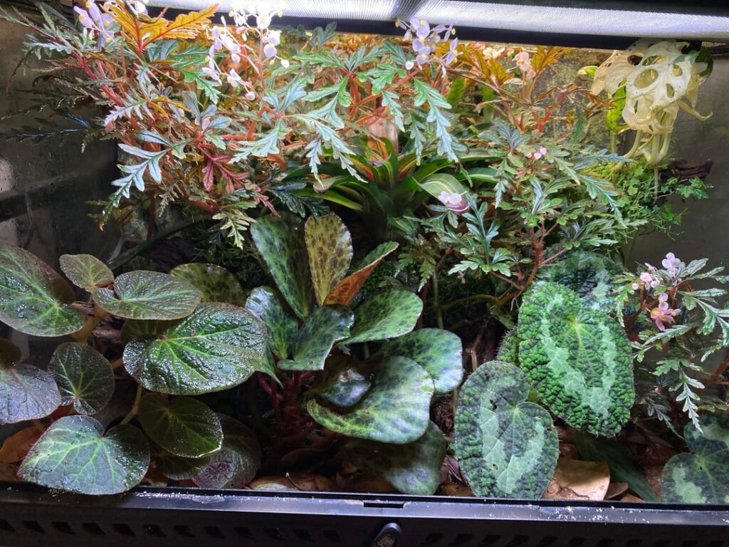 A glass box of begonias!