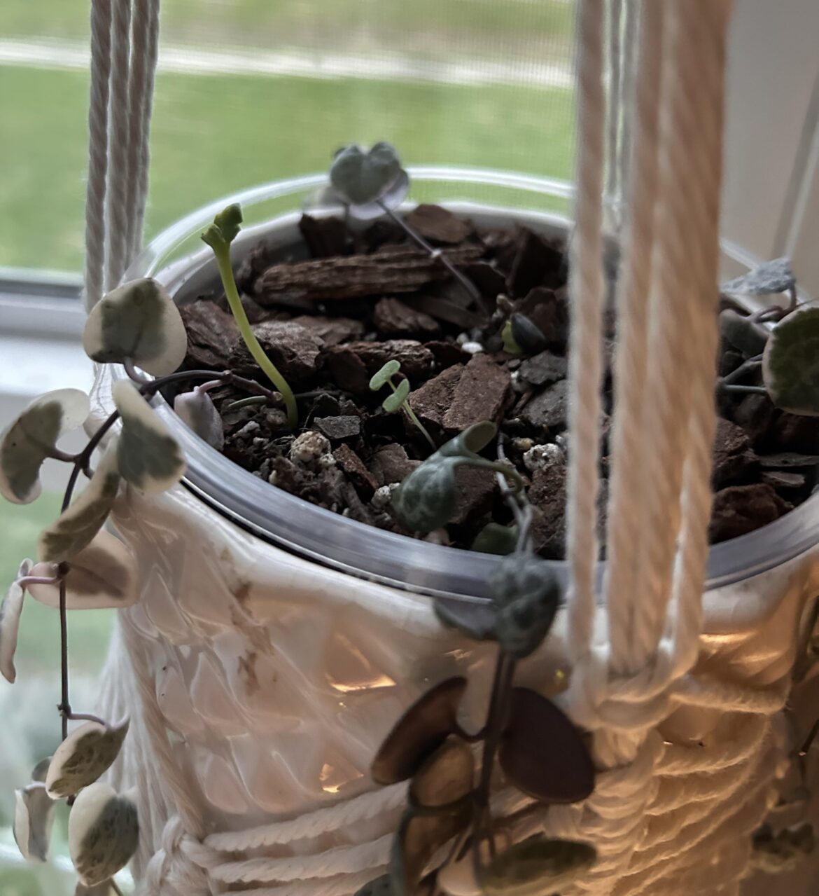What are these little green sprouts in my string of hearts?