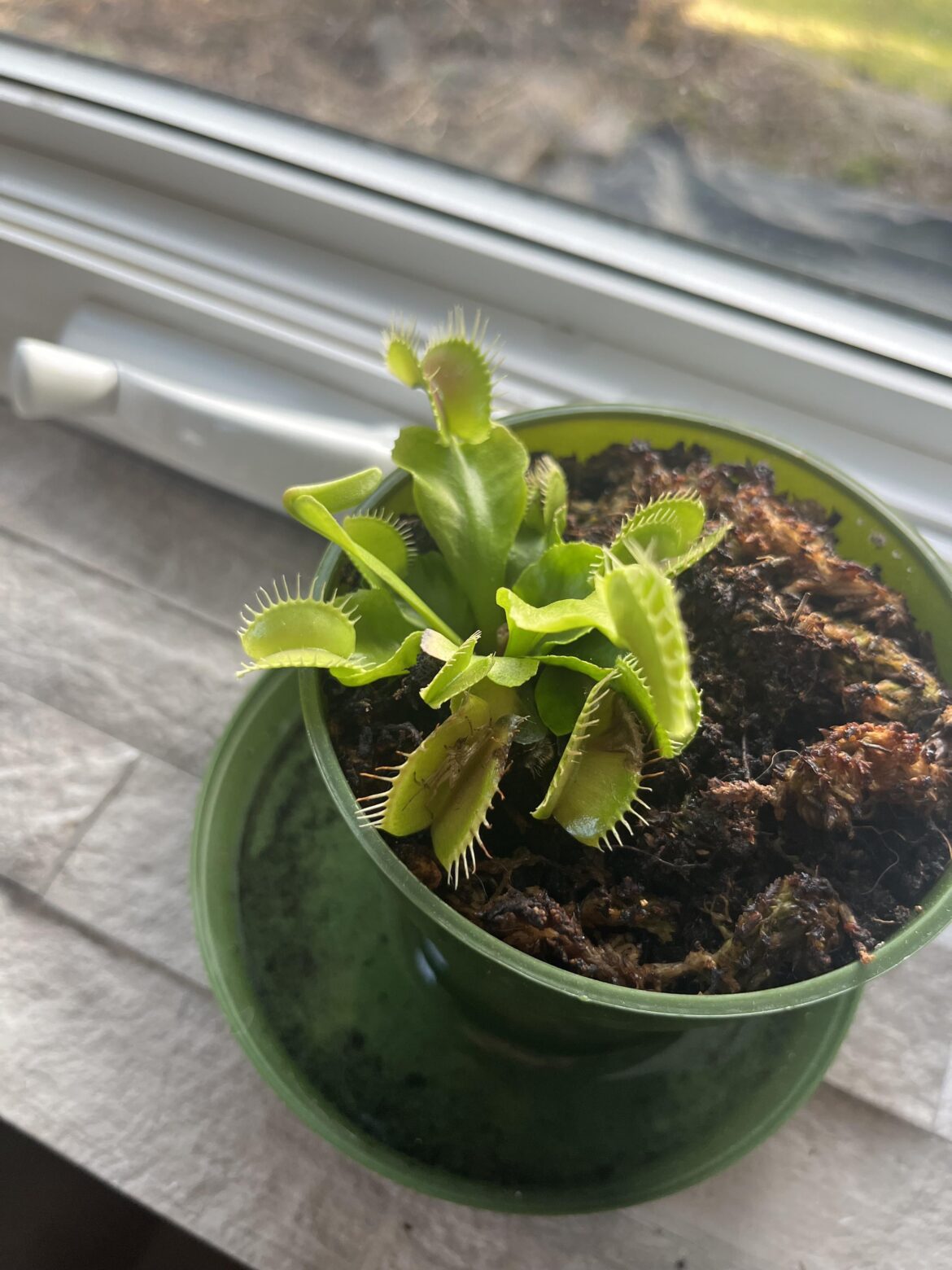 My venus flytrap keeps eating spiders