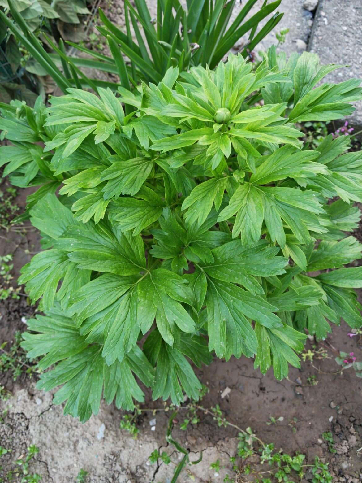 What is the name of this plant?