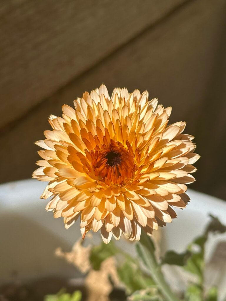 Calendula from my garden