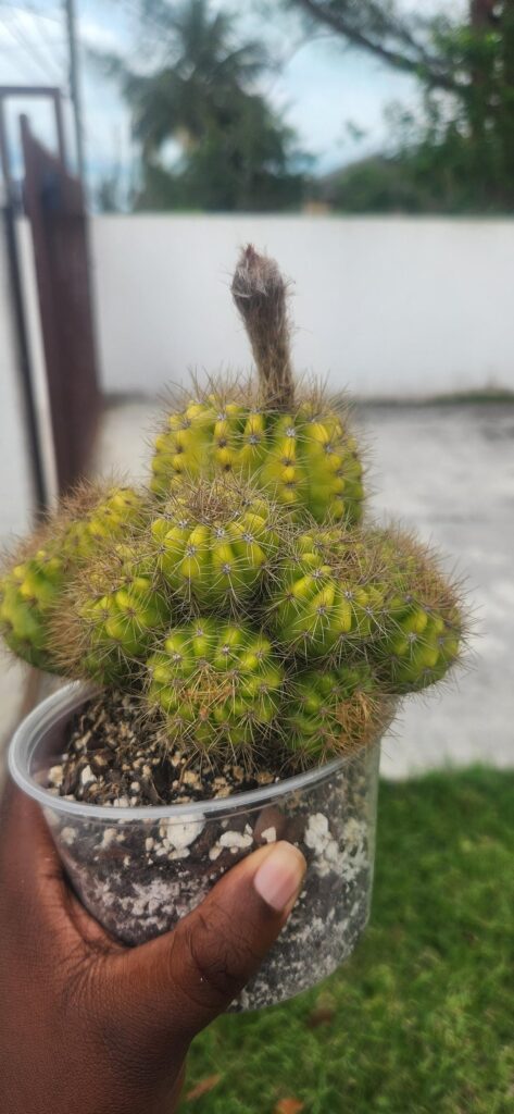 I think my dude is making his first flower 😭😭