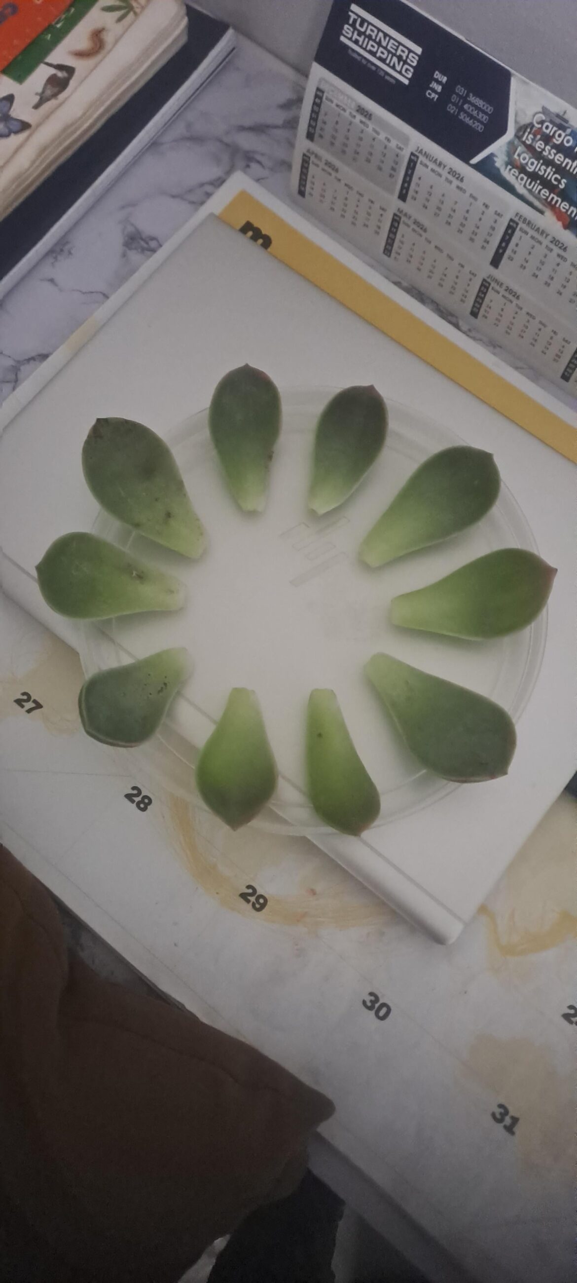 Creating my own echeveria plants