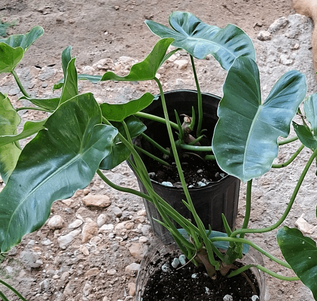 Can someone help me ID this correctly?