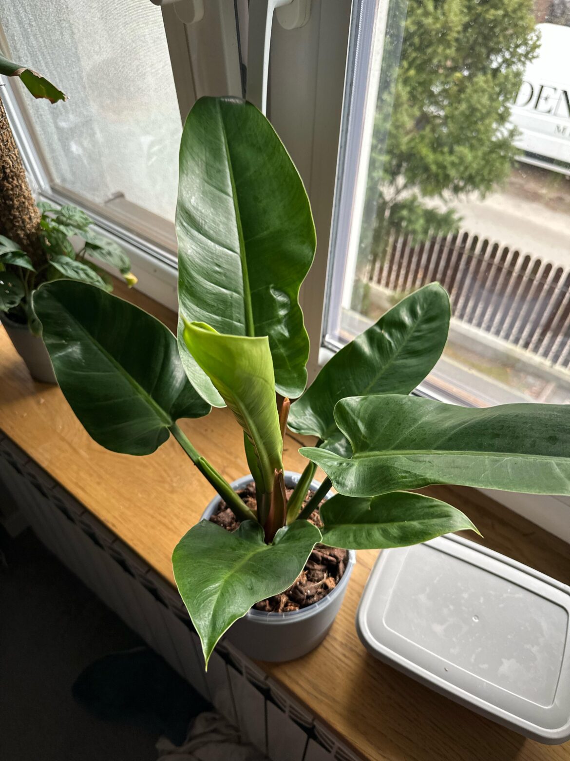 Help to ID this plant
