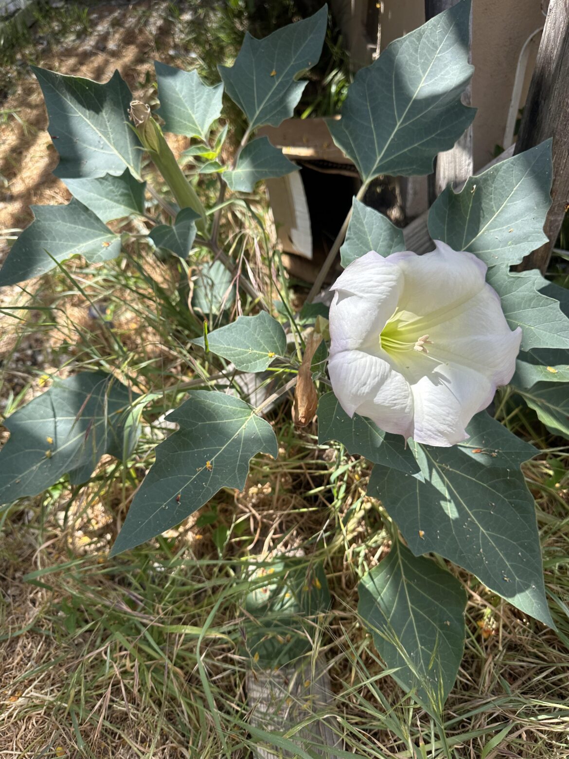 Is this a pumpkin plant?