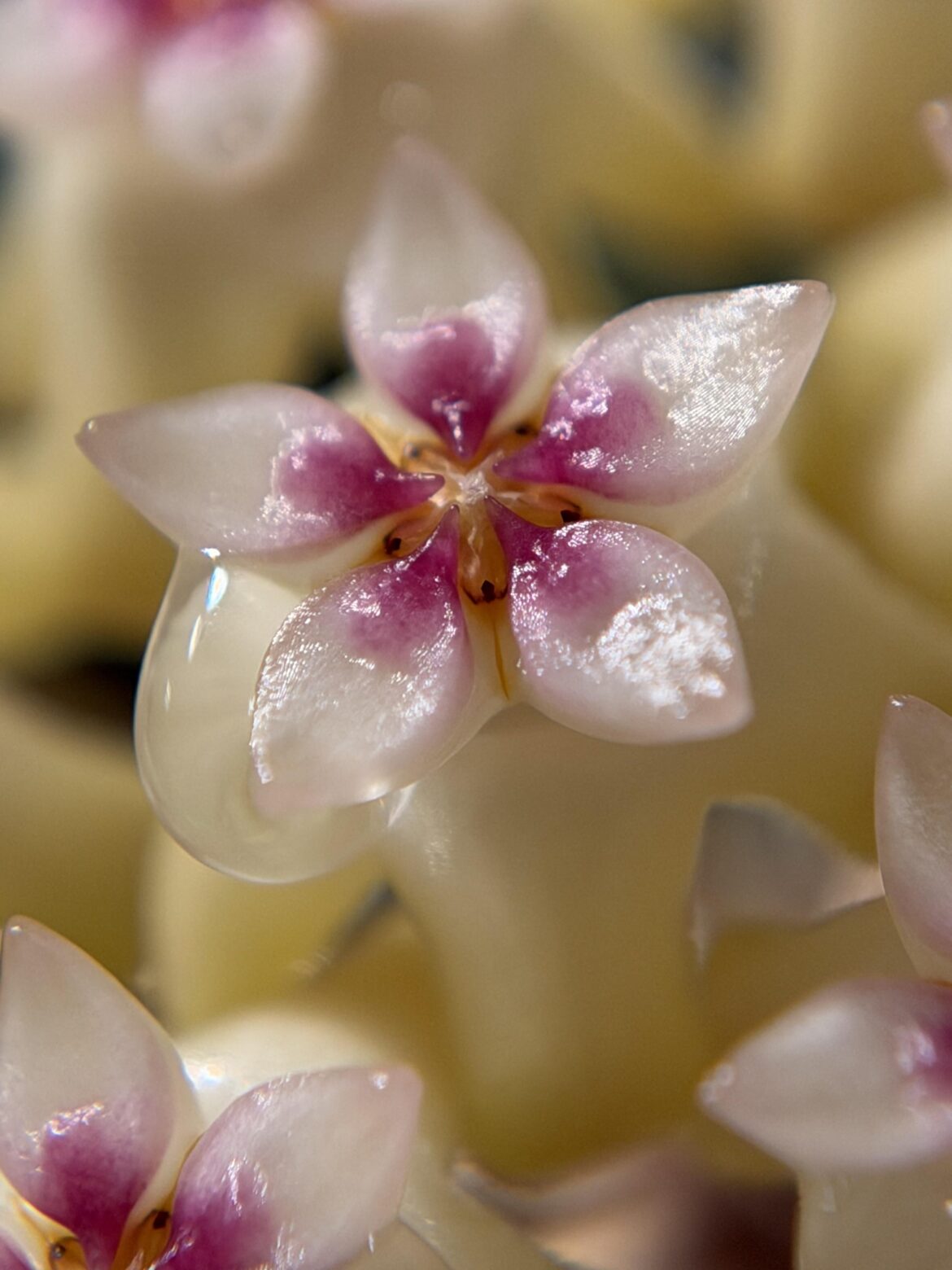 Hoya verticillata Black Margin