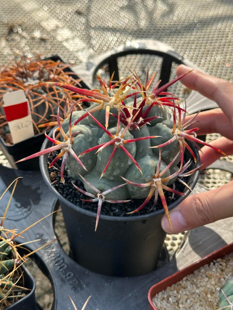 🌞🌵🌵🌵