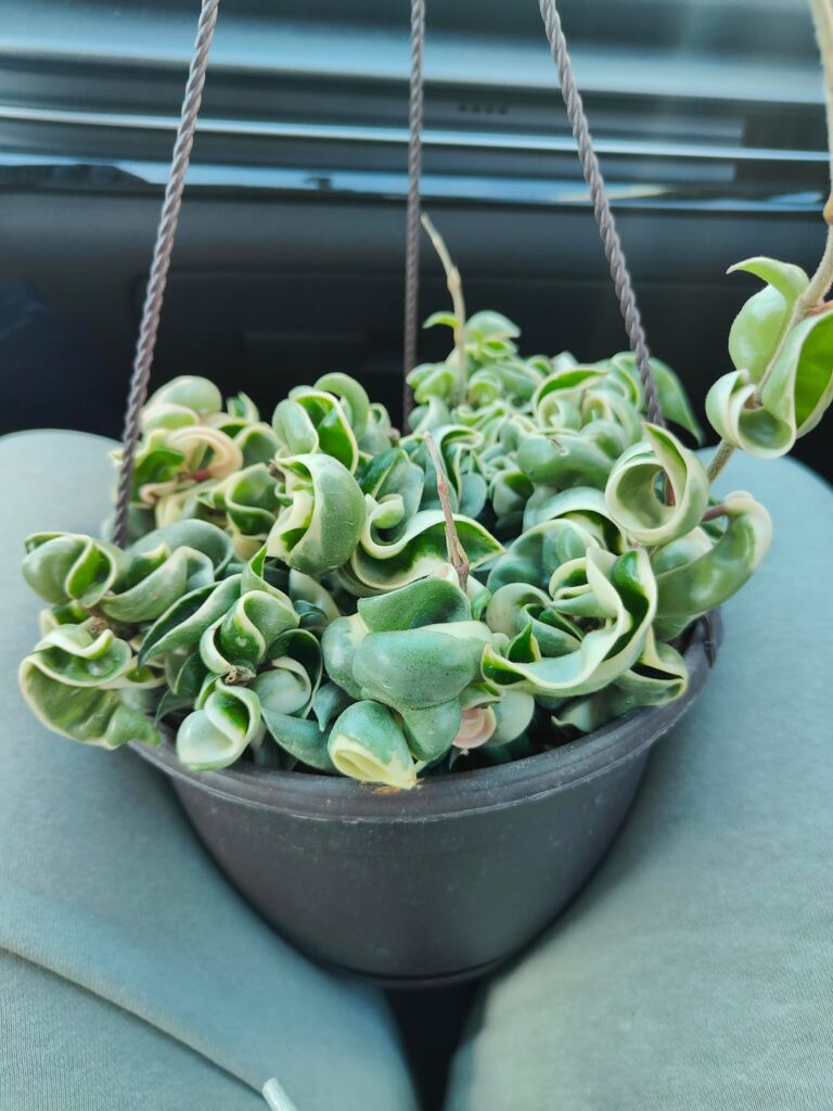 Lowes Find!!