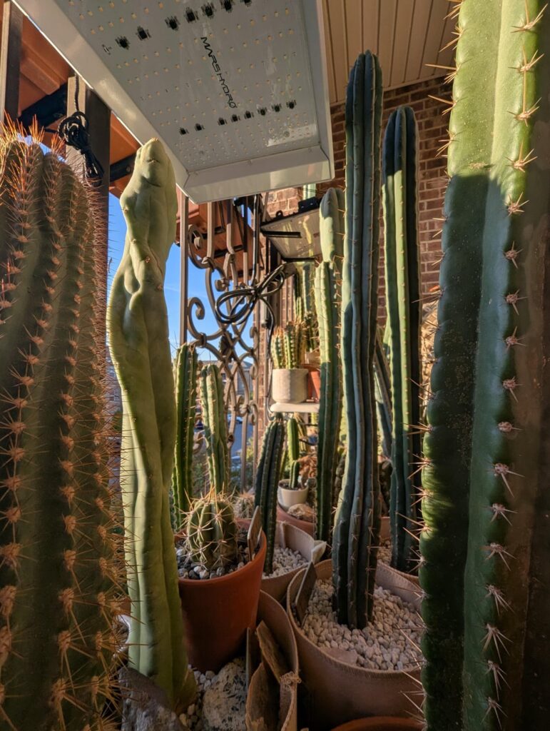 Golden hour on the patio