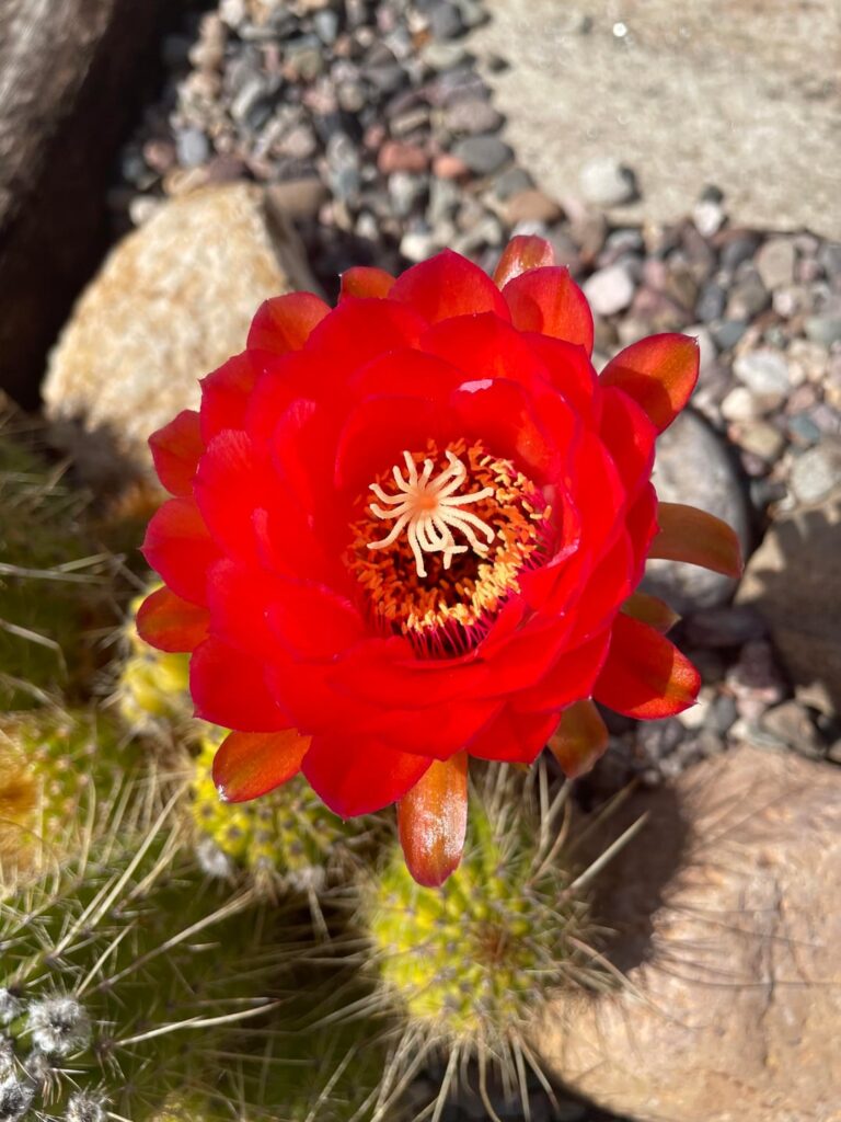Echinopsis huascha