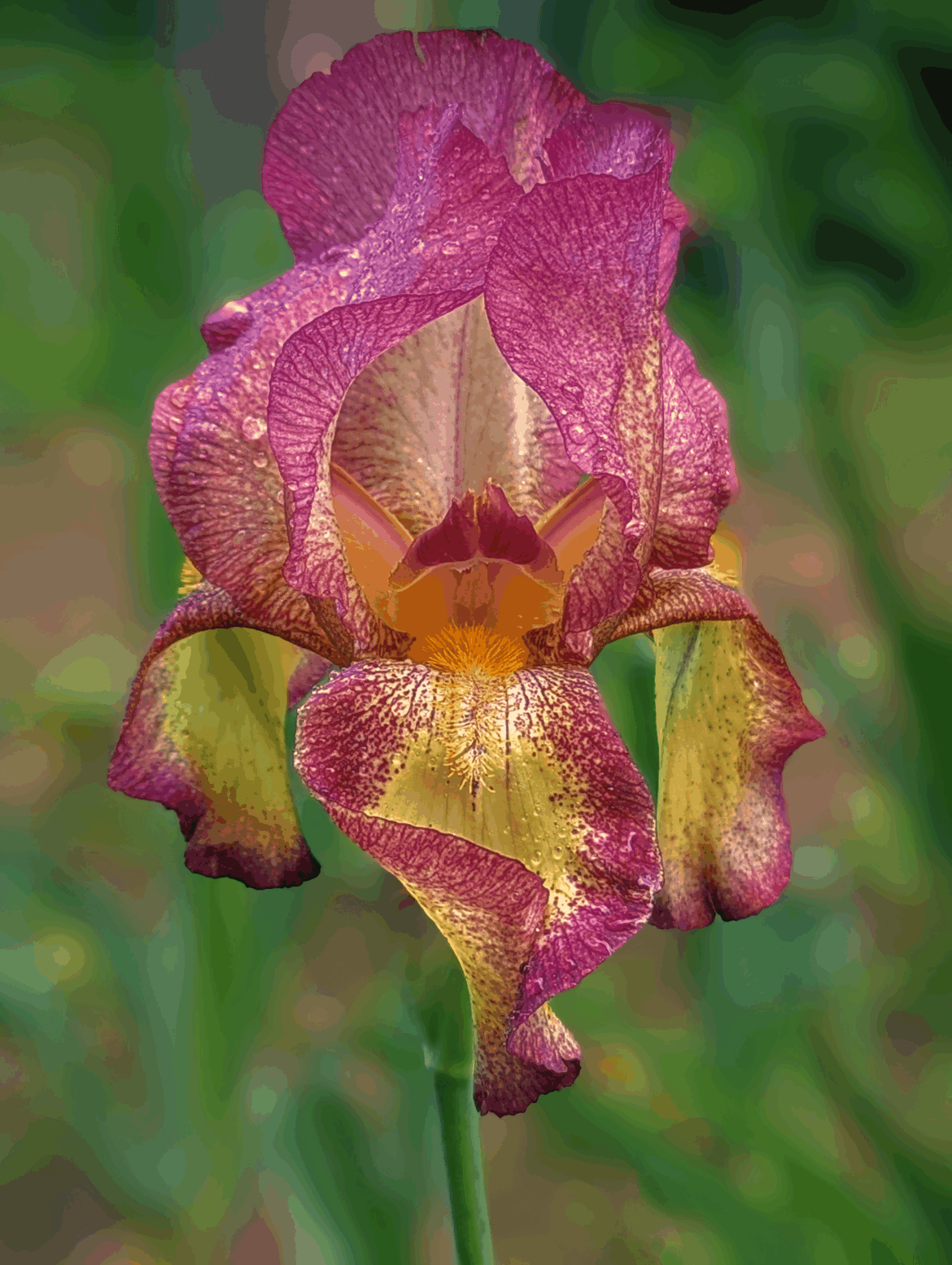 'Tiffany' Tall Bearded Iris (Iris × germanica) [OC]