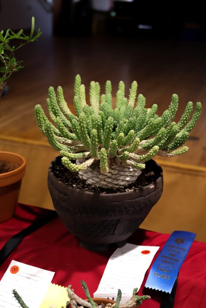 Euphorbia esculenta and japonica at the Connecticut succulent show