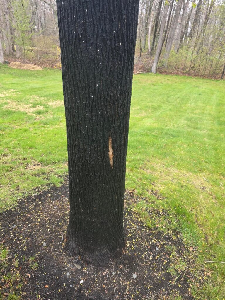 jet black tree bark?