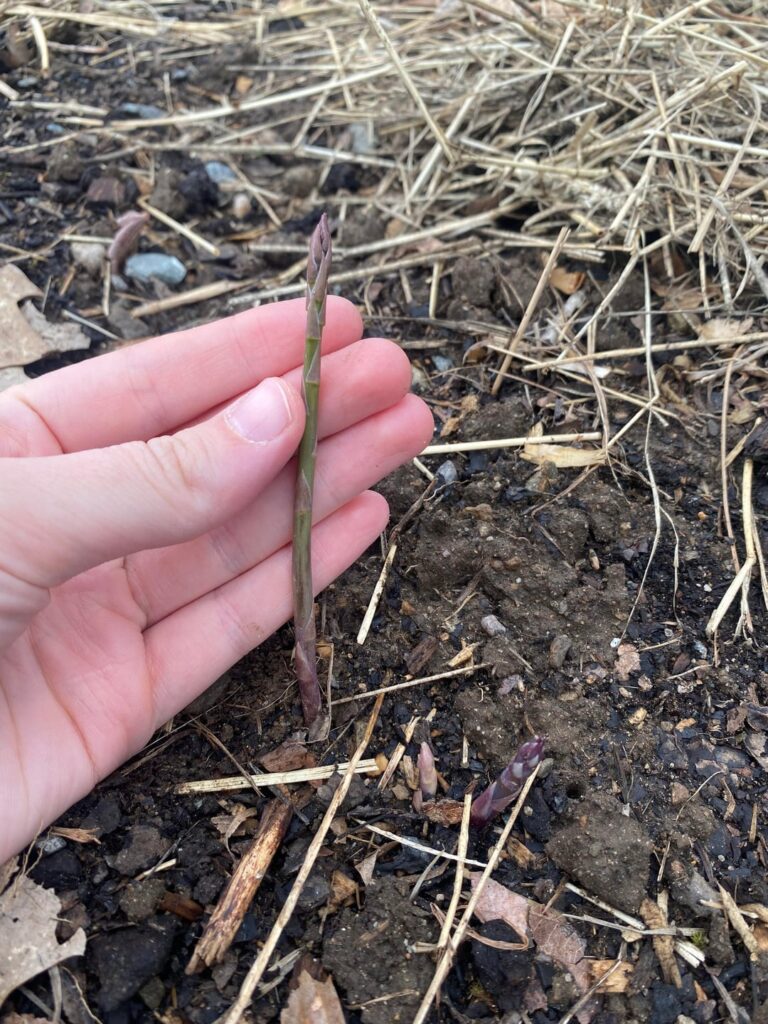 Asparagus Returns