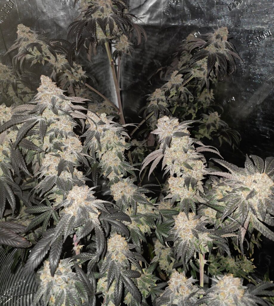 9wk Grape limeades and pringle grow