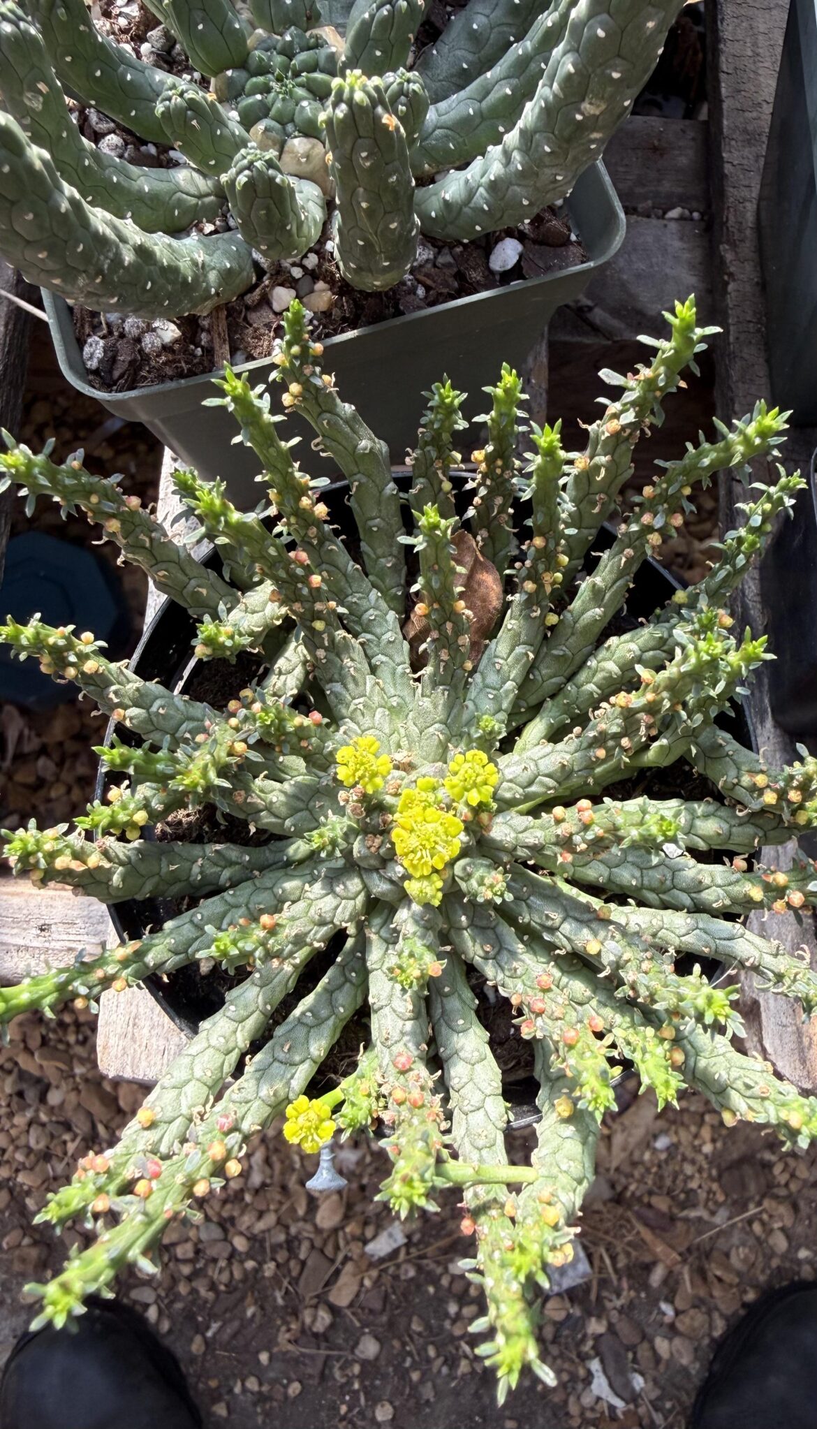 euphorbia flanaganii blooming