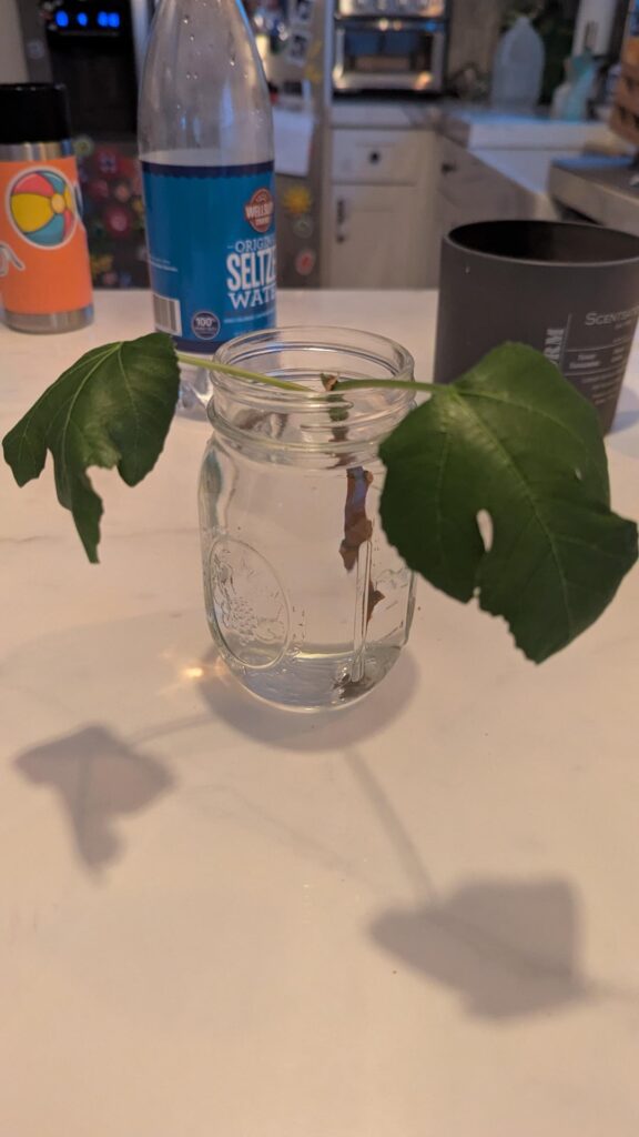 Fig tree cutting advice
