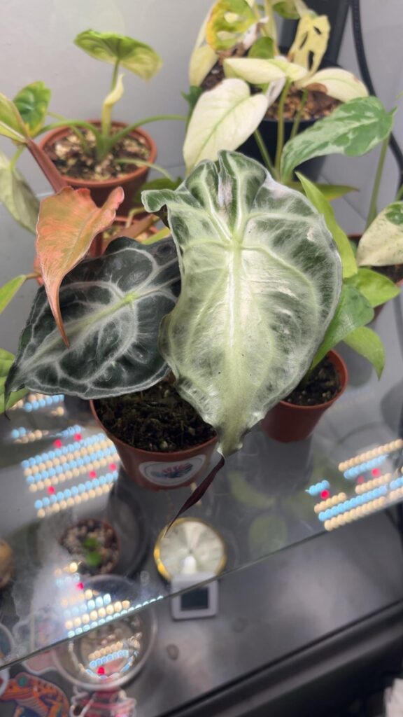 alocasia venom