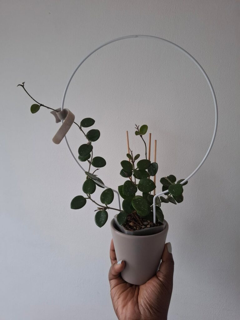 10 month update on my first hoya 💚