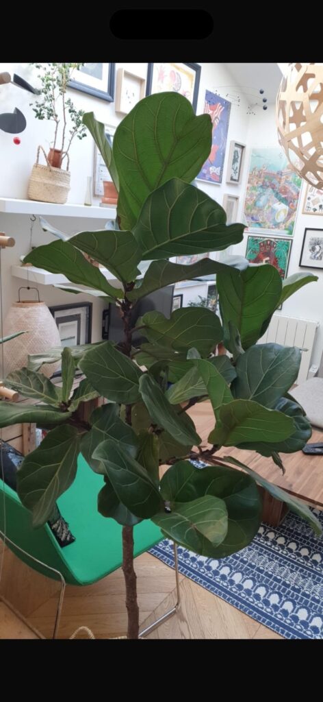 Ficus lyrata à poil