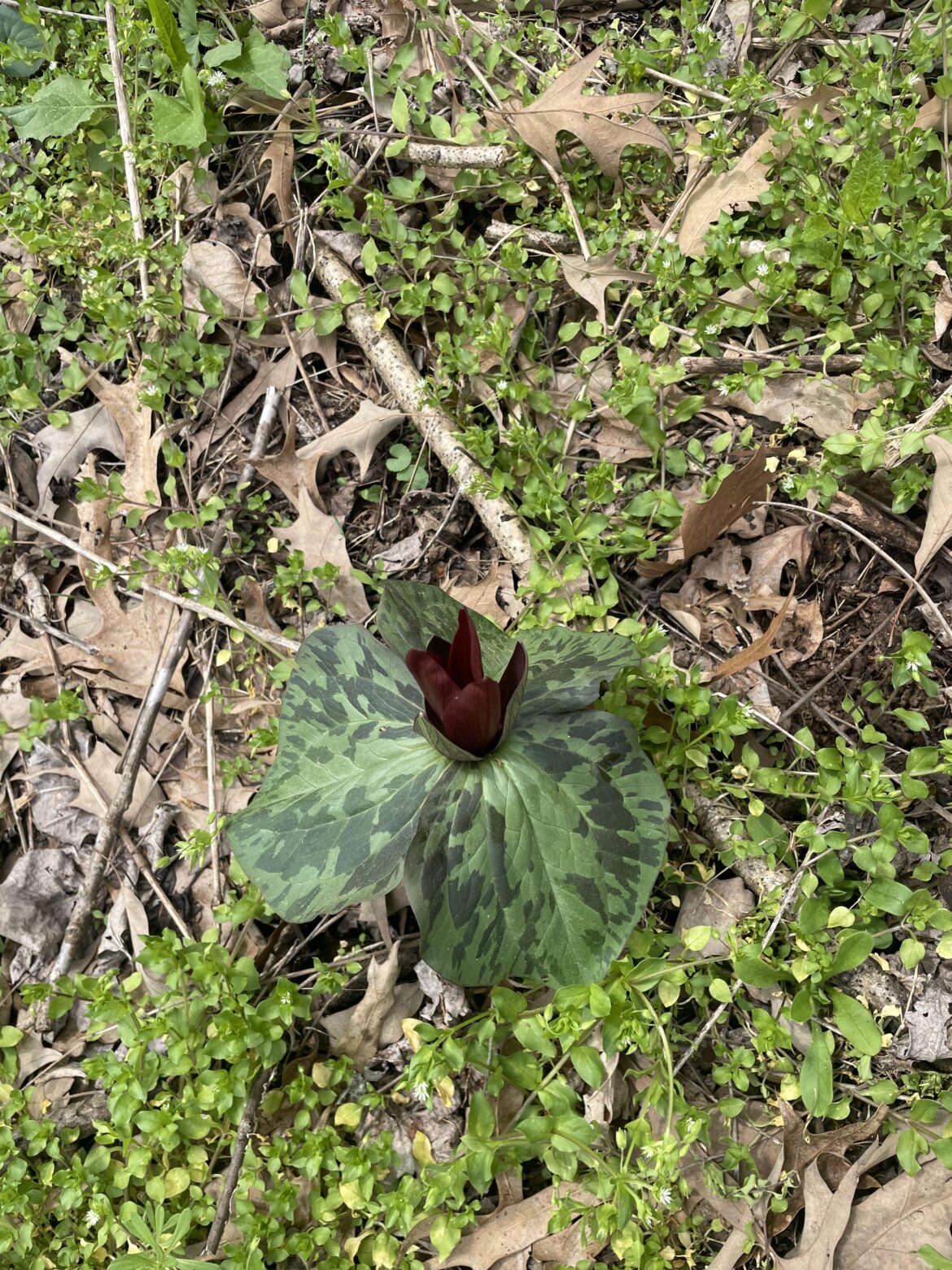 Found in wooded area of my yard
