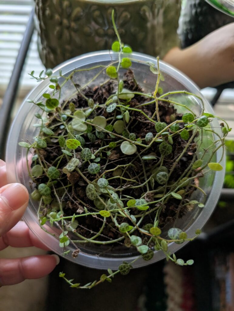 Help with string of turtles