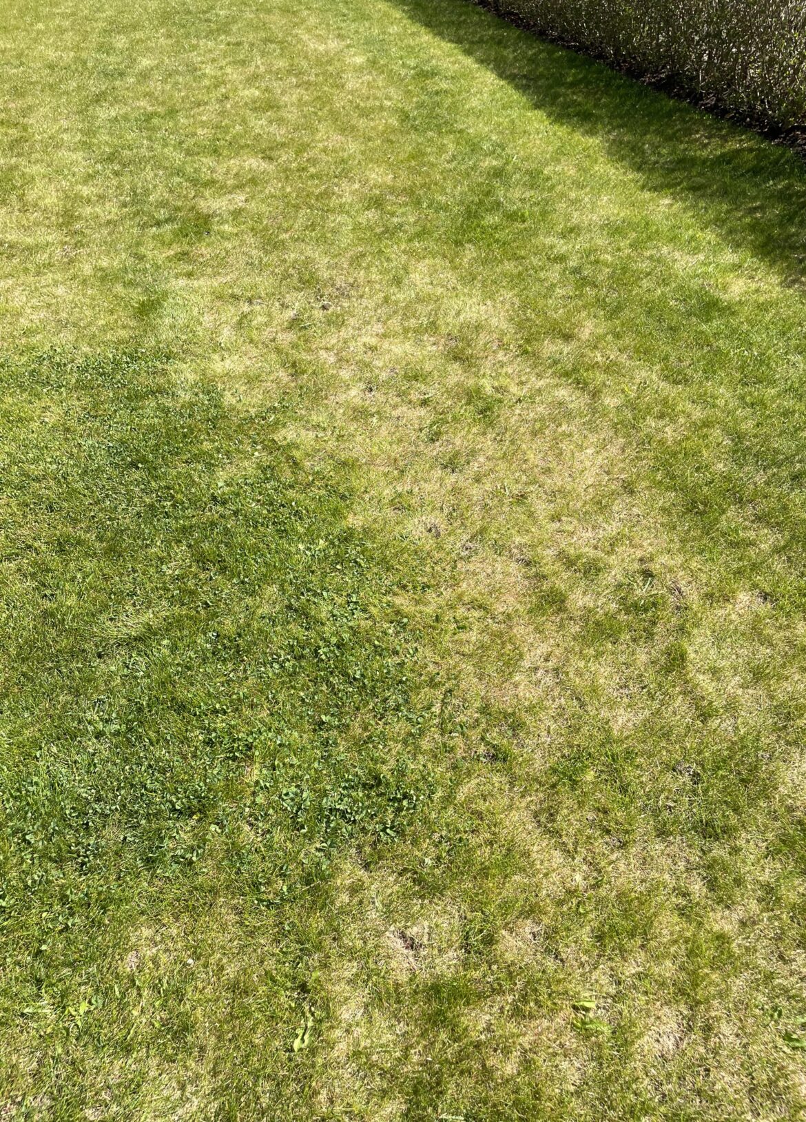 Why does this on spot of my lawn grow better but is also overtaken by clover? Why does this on spot of my lawn grow better but is also overtaken by clover?