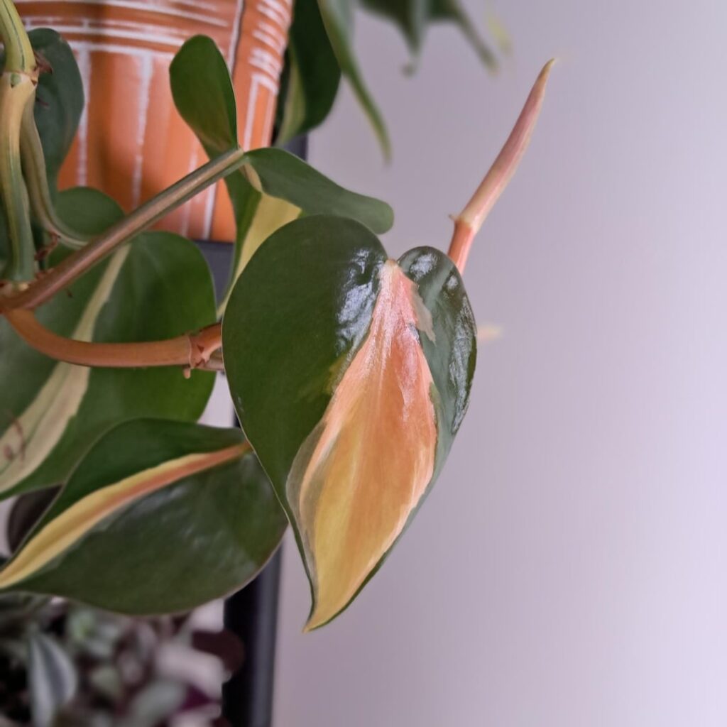 Sunstressed Philo. Rio