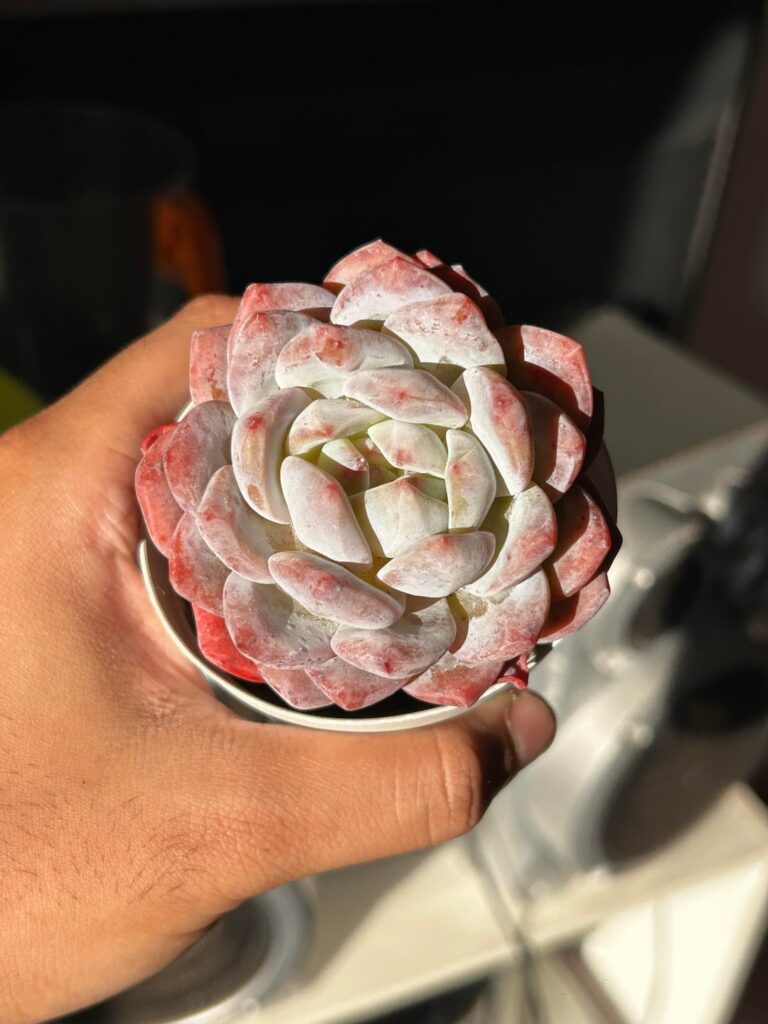 A tricky one to ID