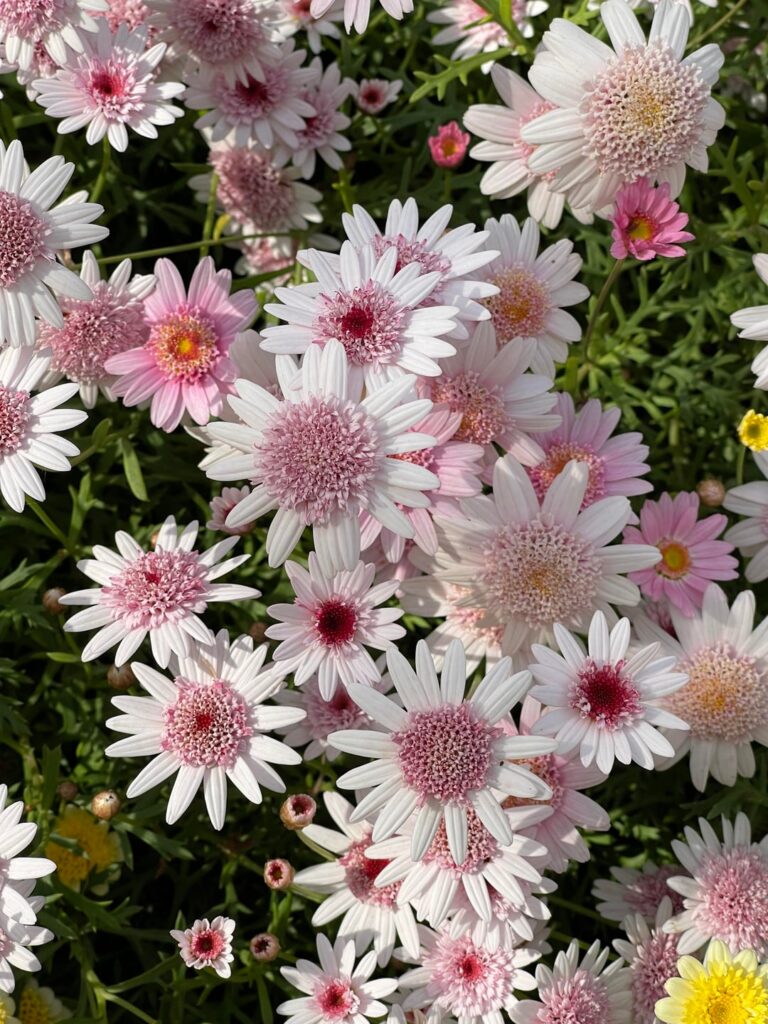 Marguerite Daisy