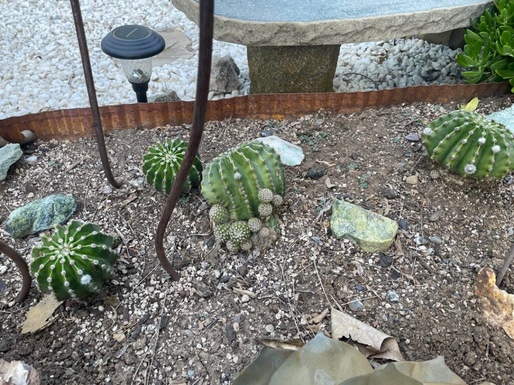 Blooms in my future