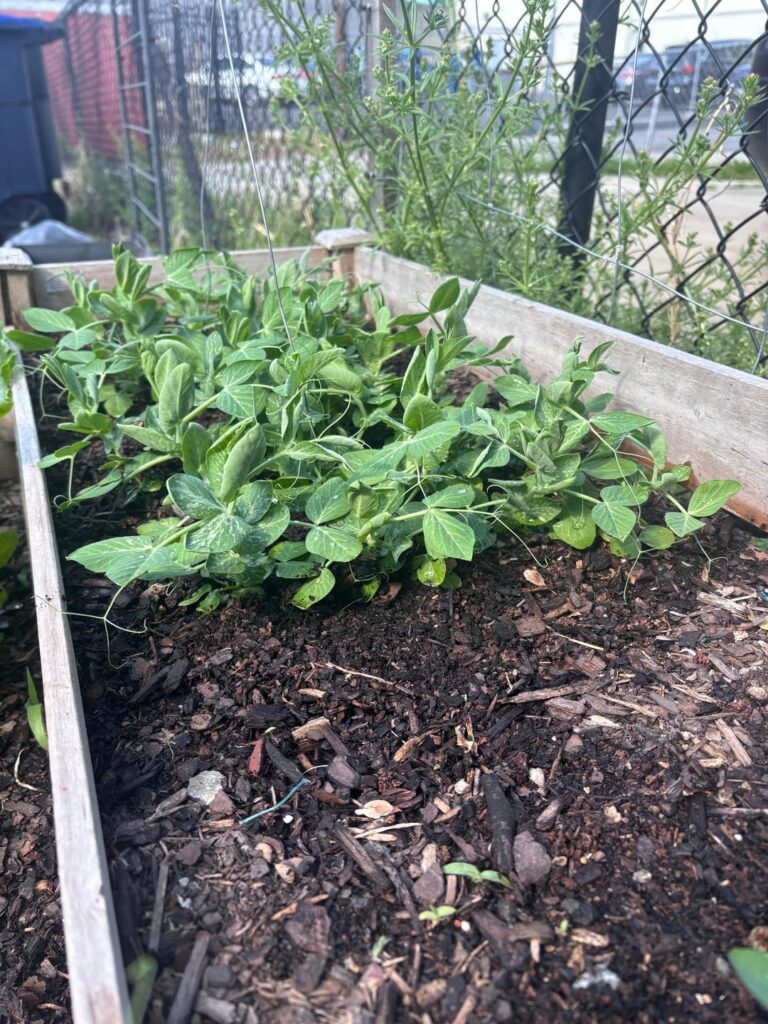 Why aren’t my peas growing tall?