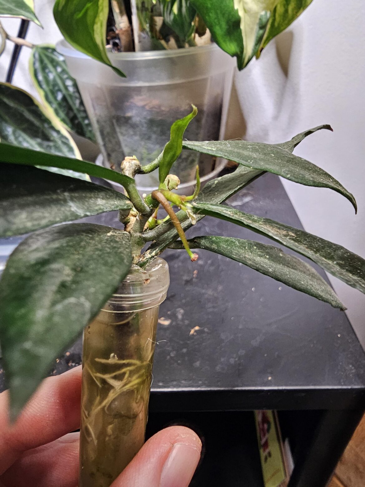 Love from my cutting