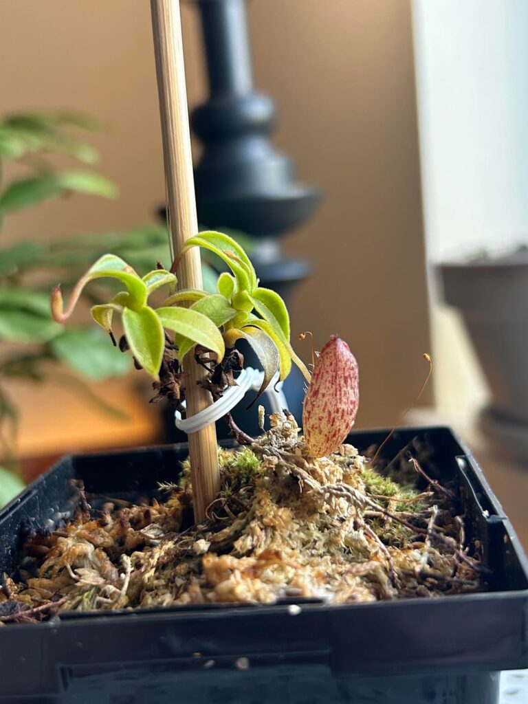 Nepenthes Highlanders as Windowsill Plants