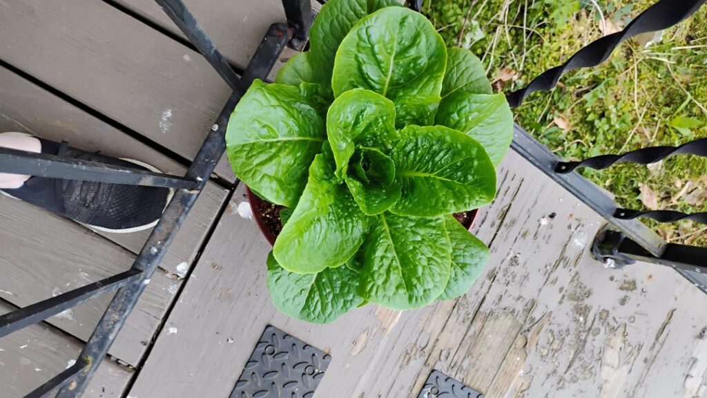 I think I like looking at lettuce more than I like eating it. I think I like looking at lettuce more than I like eating it.