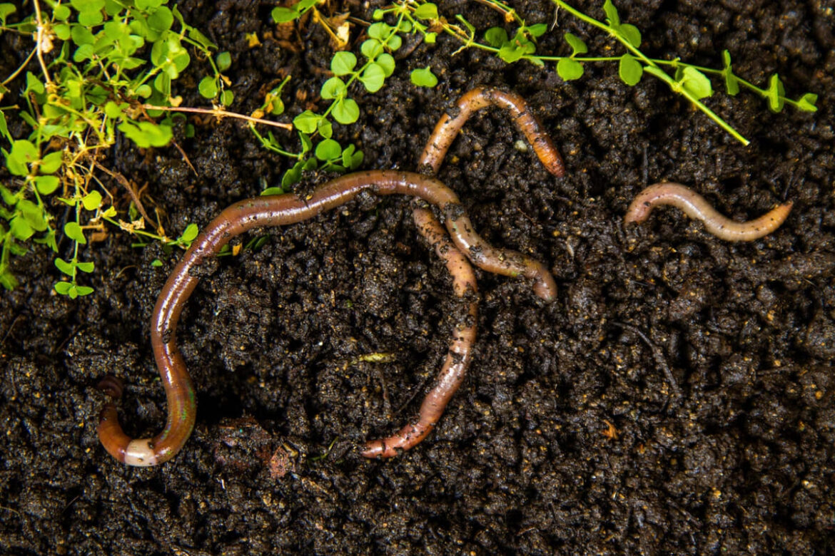 jumping-worms-invasive-species