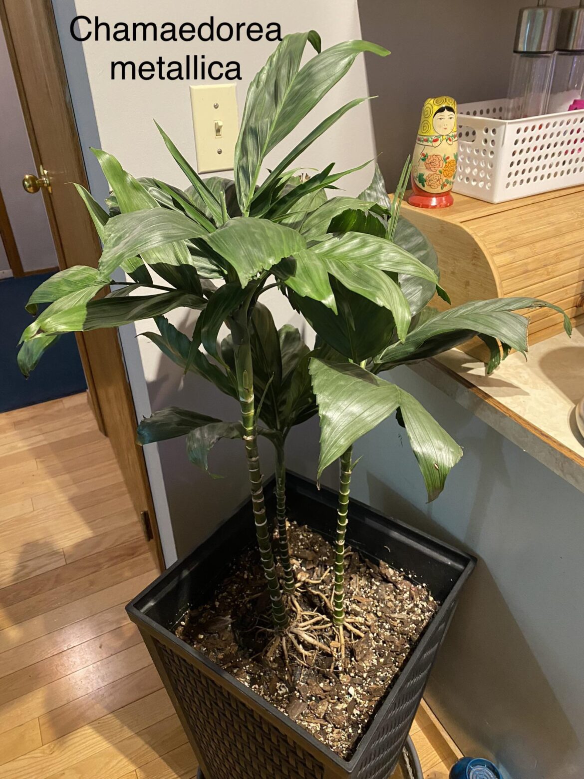 Chamaedorea metallica palm