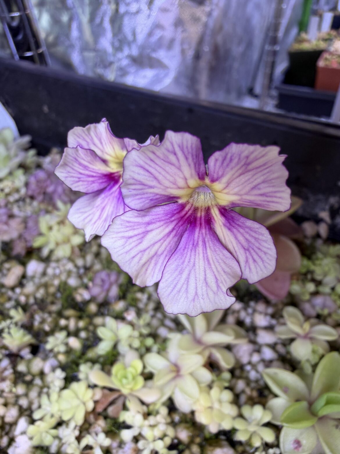 Is P. Raspberry Blonde the best Ping cultivar ever created?