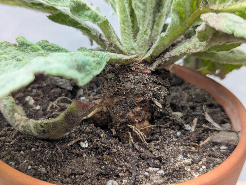 This random mullein I found has a caudex?!?!