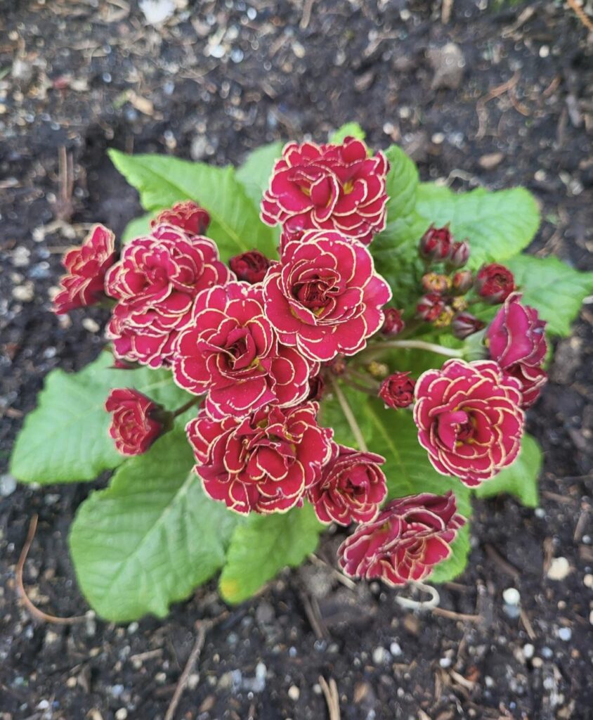 gold edge/outlined red petals