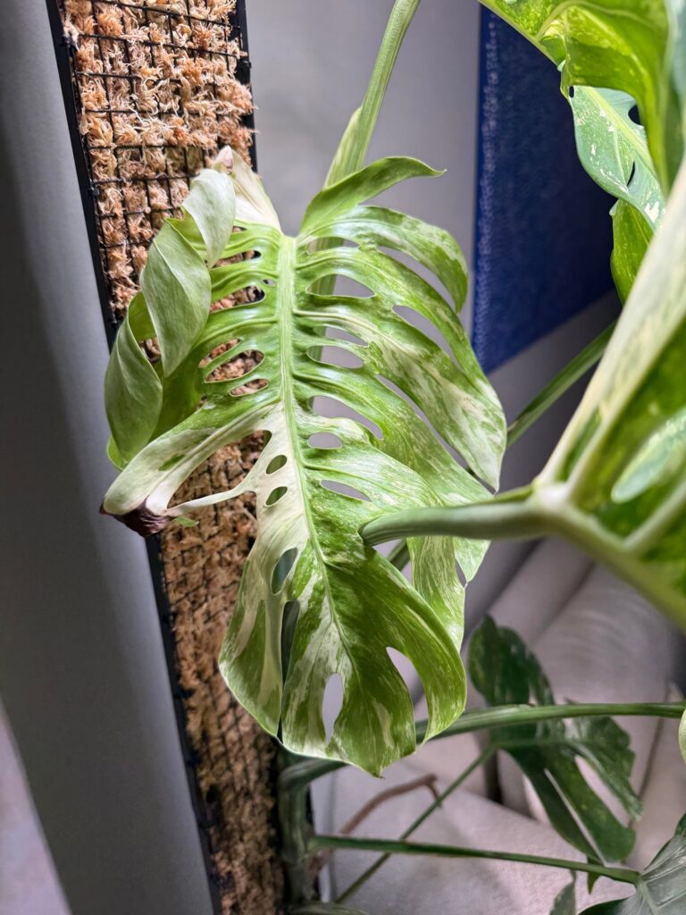 New leaf unfurling starting to brown already