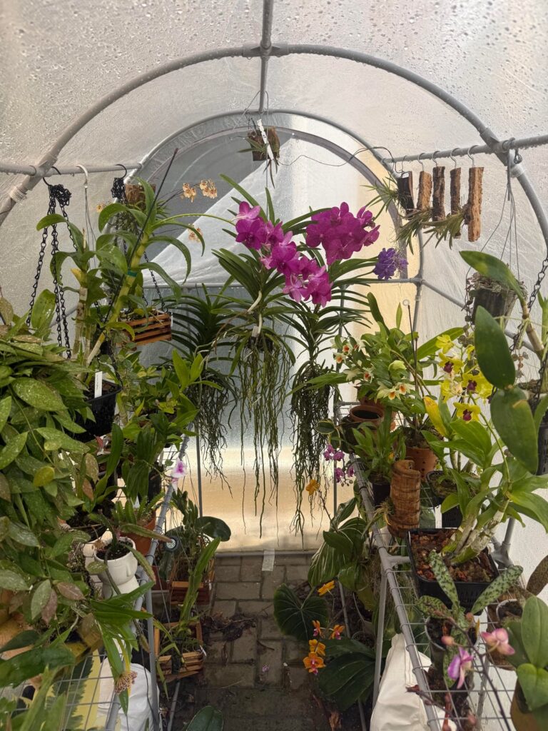 Some more blooms !