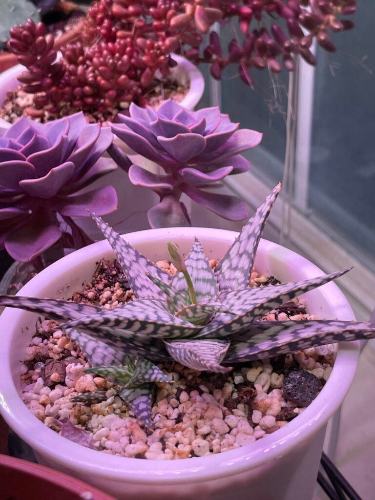 My first flowers!!