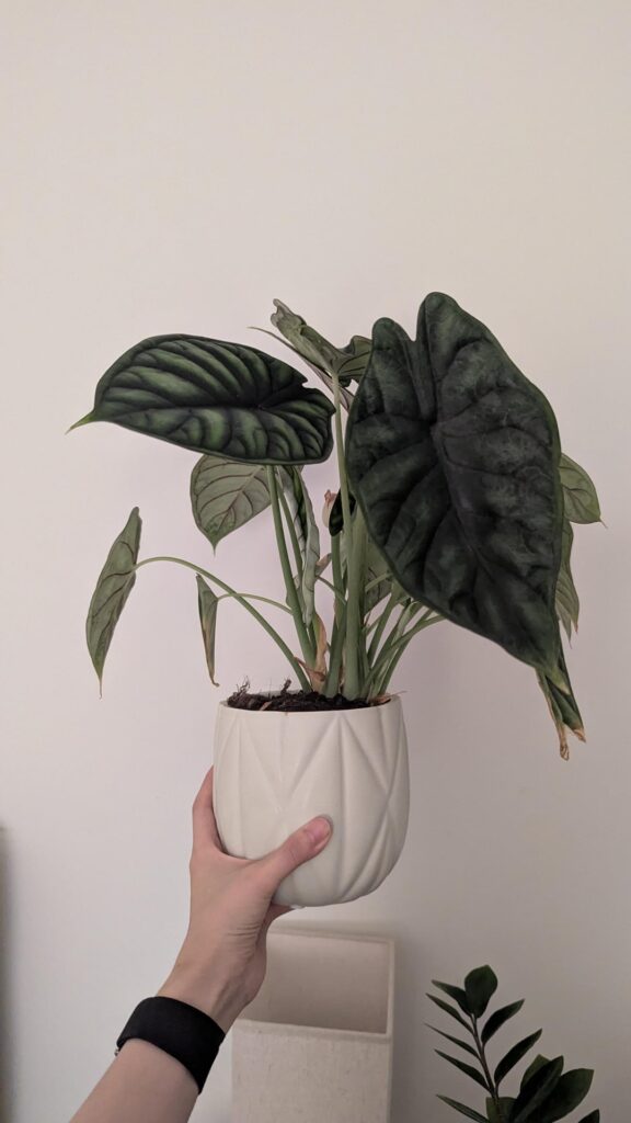 Is this multiple plants from my Dragonscale? Should I separate? Is this multiple plants from my Dragonscale? Should I separate?