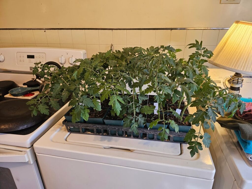 Planted my tomatoes exactly 1 month ago today, and man are they doing good. I gave them a little trim today to remove some lower leaves, and a little fish fertilizer. Still have at least 2 weeks before they can go out in the garden. Planted my tomatoes exactly 1 month ago today, and man are they doing good. I gave them a little trim today to remove some lower leaves, and a little fish fertilizer. Still have at least 2 weeks before they can go out in the garden.