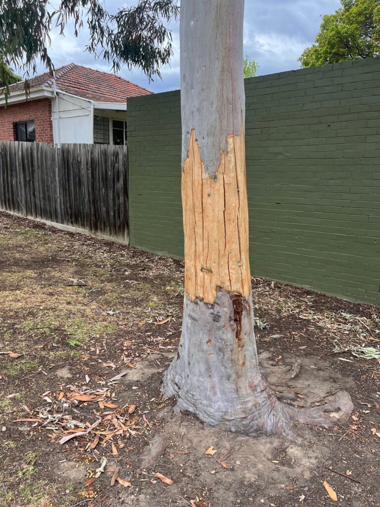 Stripped trees don’t always die