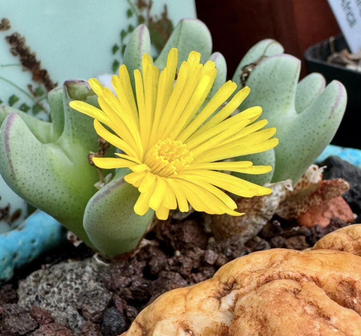 No blooms for another 4 months, so here’s one from last year