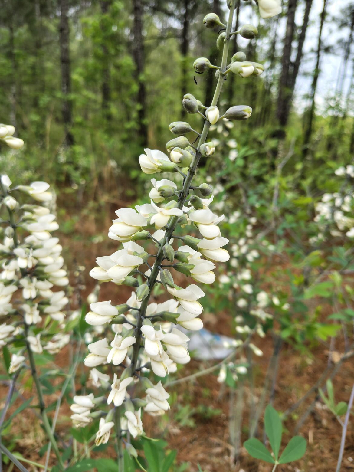 White wild indigo