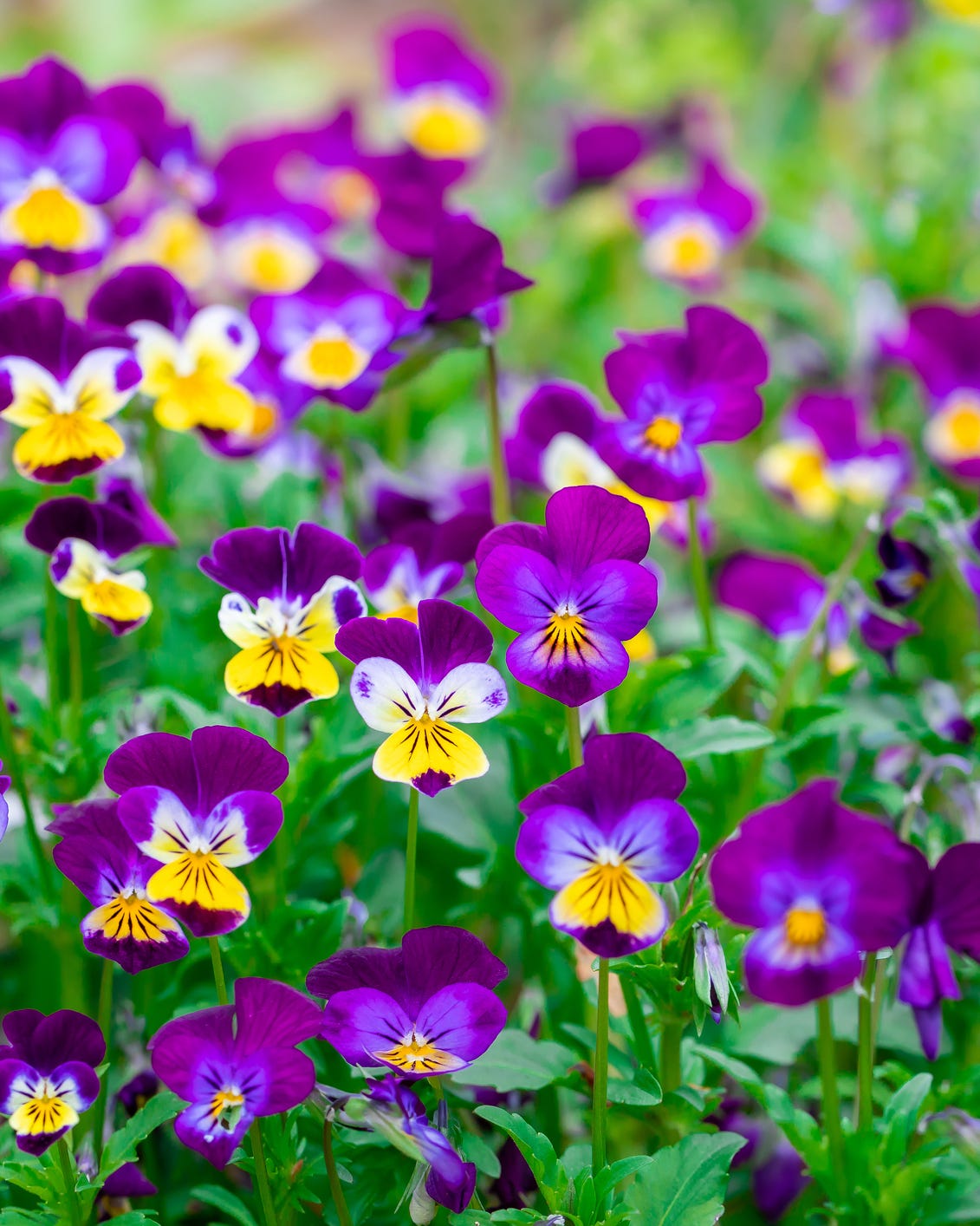 bright blossoming tricolor pansy garden